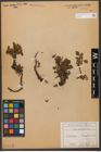 Foto von Salix reticulata L.